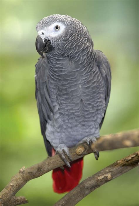 Jako parrot price - African Greys do well at room temperature and their cage should be located away from drafts. At a minimum, the cage should be 48Hx36Wx24D inches (122Hx91Wx61D cm) with bar spacing of 3/4 to 1 inch (1.9 to 2.5 cm). According to african-grey-parrot.com, there should be horizontal sidebars to allow the birds to climb easily.